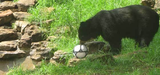 bears-playing-soccer_top1