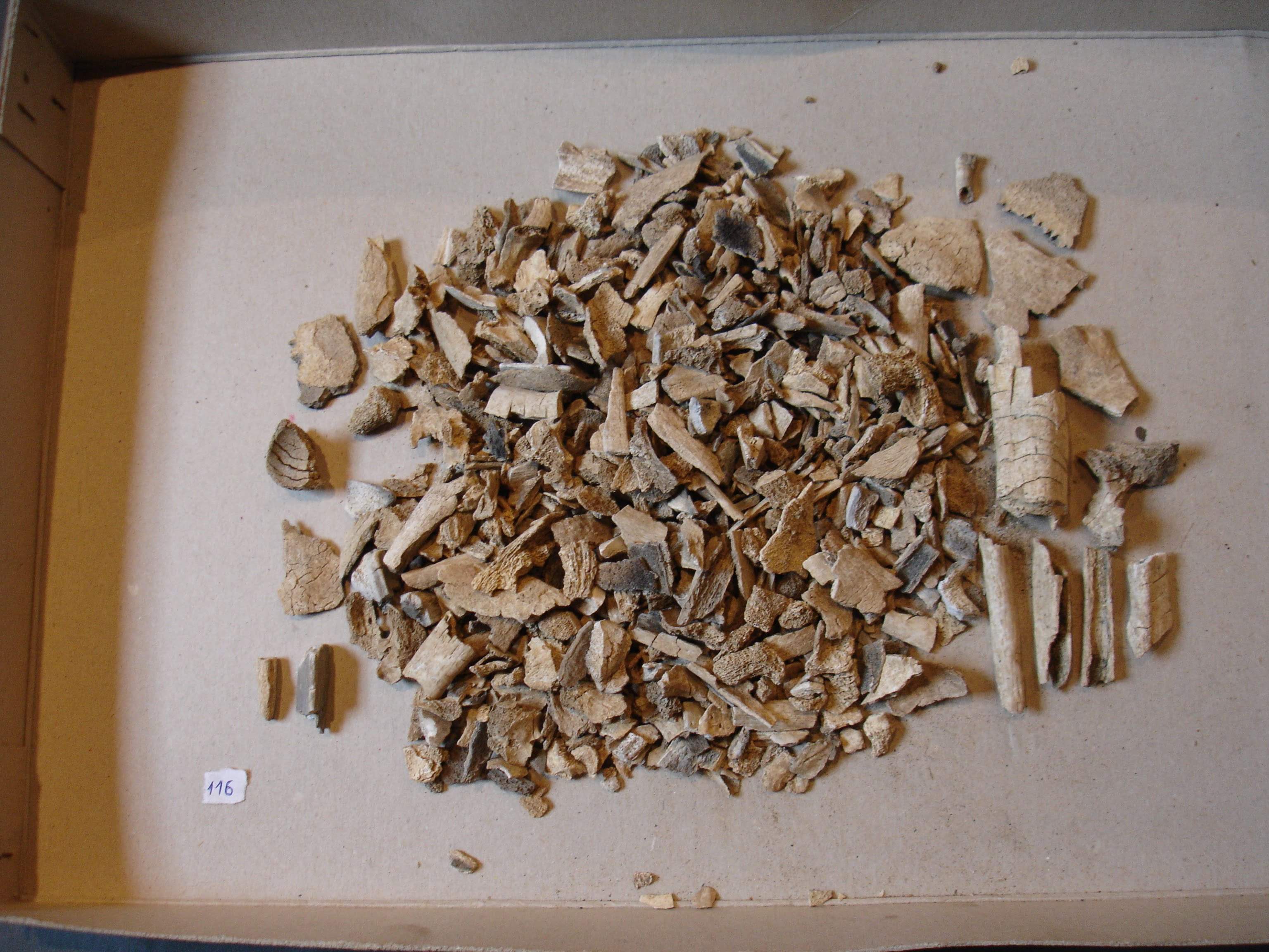 Kości przepalone pochodzące z cmentarzyska kultury wielbarskiej - grób przemyty - 2,5 tysiąca lat temu
