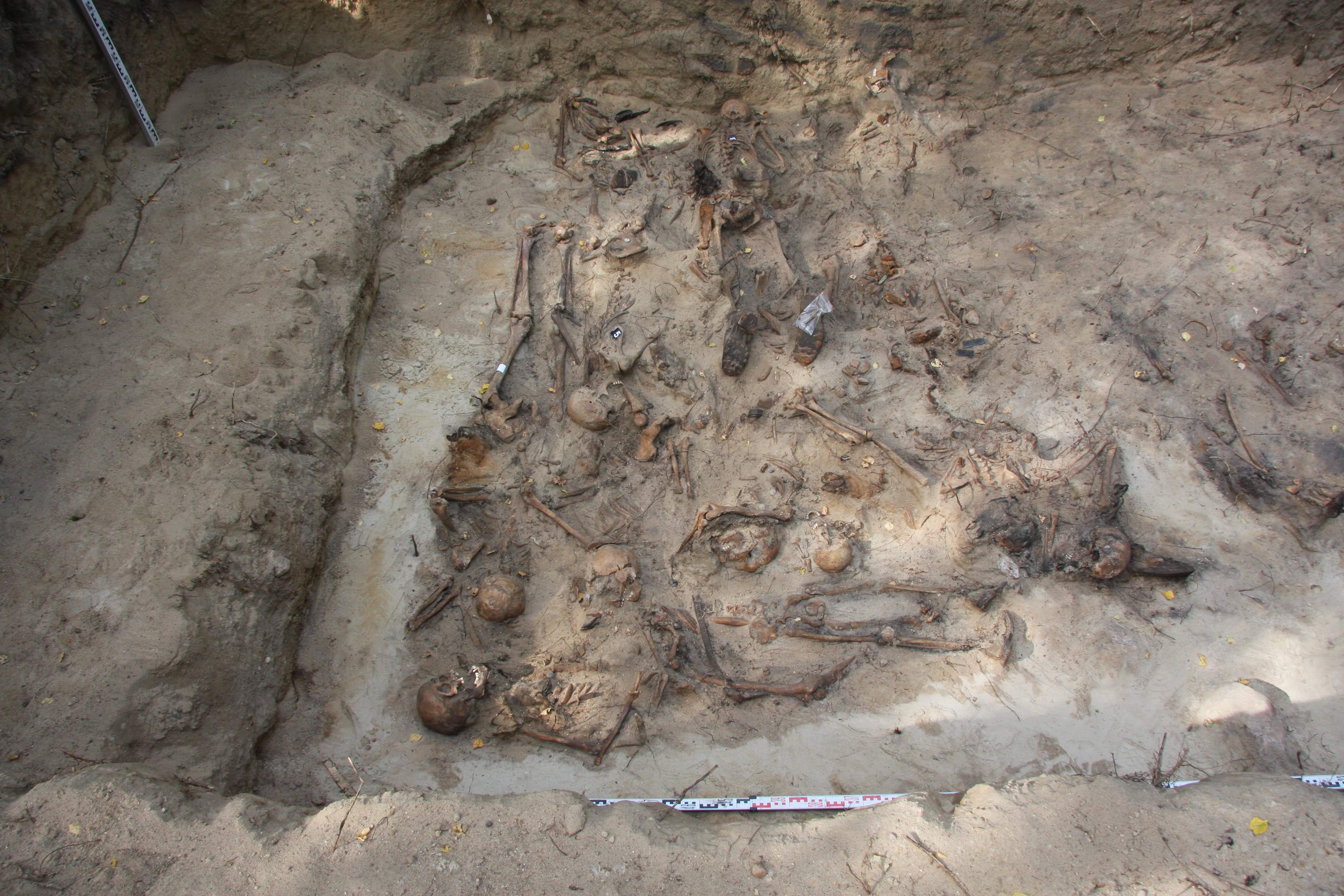 Odsłonięta jama grobowa z widocznym zbiorowym pochówkiem