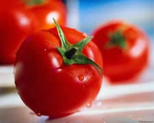Gatunek, który powinien znajdować się pod ochroną: rodzimy pomidor