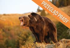 Praca Czerczesowa pod lupą: to Legia jest niedźwiedziem!