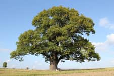 Łukasz „Drzewa Umierają Stojąc” Burliga