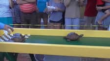Żółwie ścigają się nie tylko w Ekstraklasie