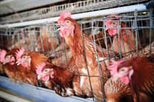 Skandal w Kaliningradzie – Nigeria bez wsparcia kurczaków!
