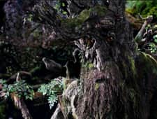 „Drzewa Umierają Stojąc”, wersja: Artur Jędrzejczyk