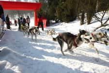 Psie zaprzęgi, konie i zjazd na krechę, czyli najdziwniejsze sporty na zimowych igrzyskach olimpijskich